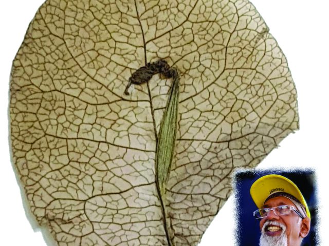 आनंदी कलाकार
